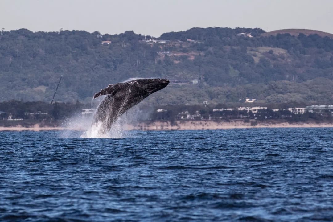 Breaching
