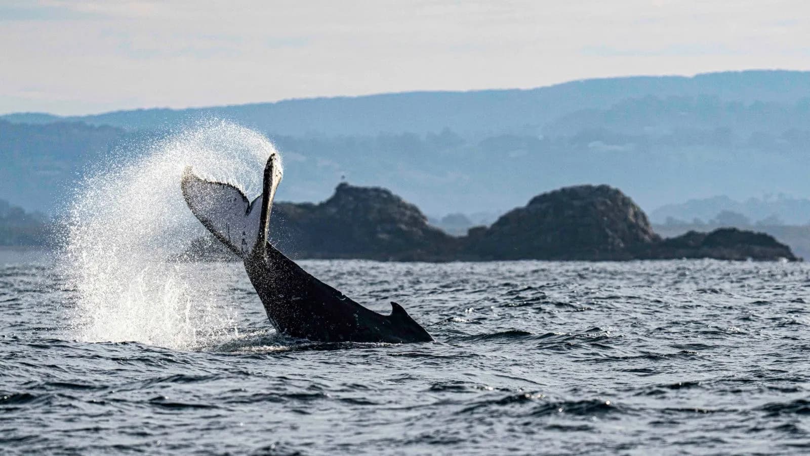 Humpback whale watching in Byron Bay