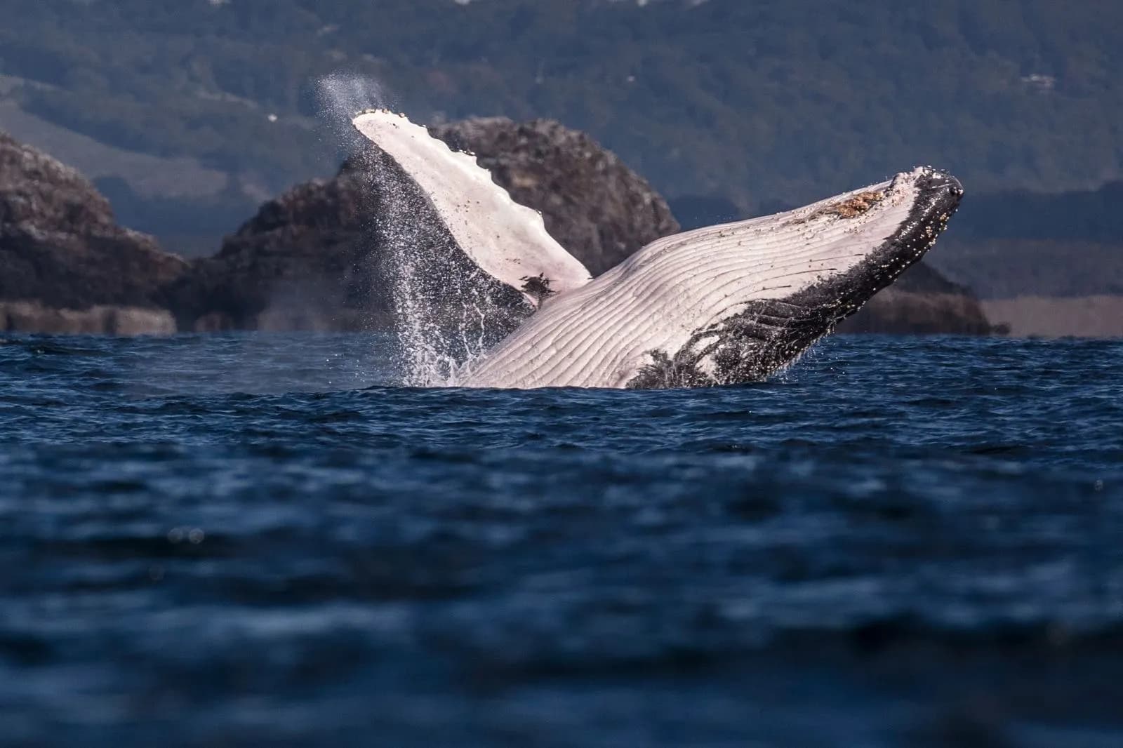 Humpback whale breaching in Byron Bay