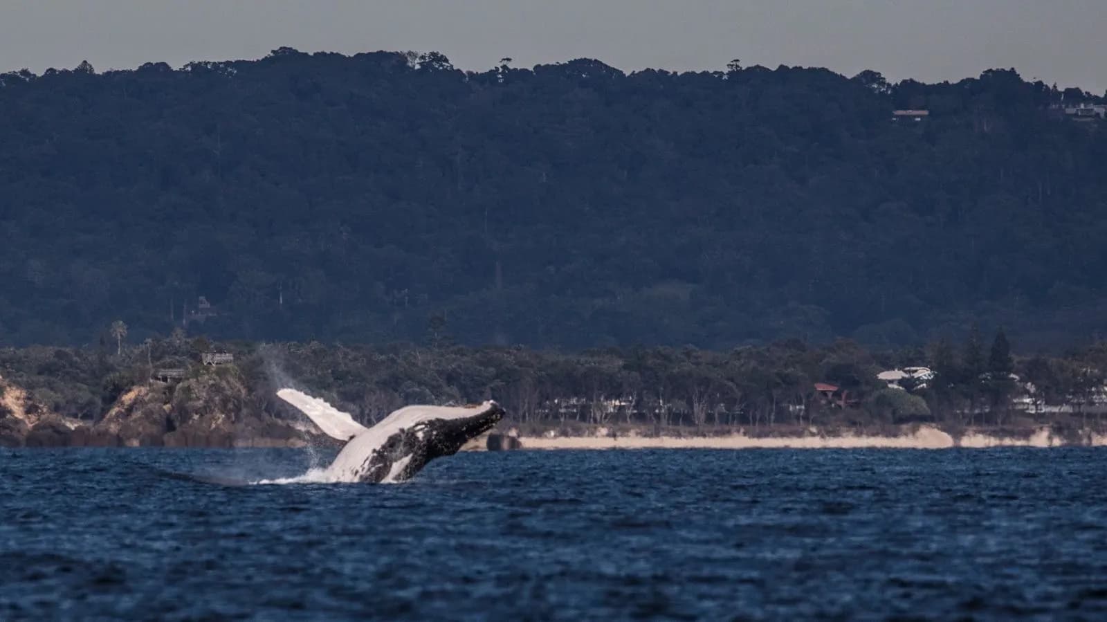 Whale breaching close to the Byron Bay coastline