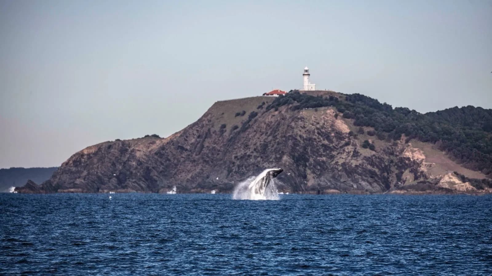 Humpback whale in front of Cape Byron lighthouse