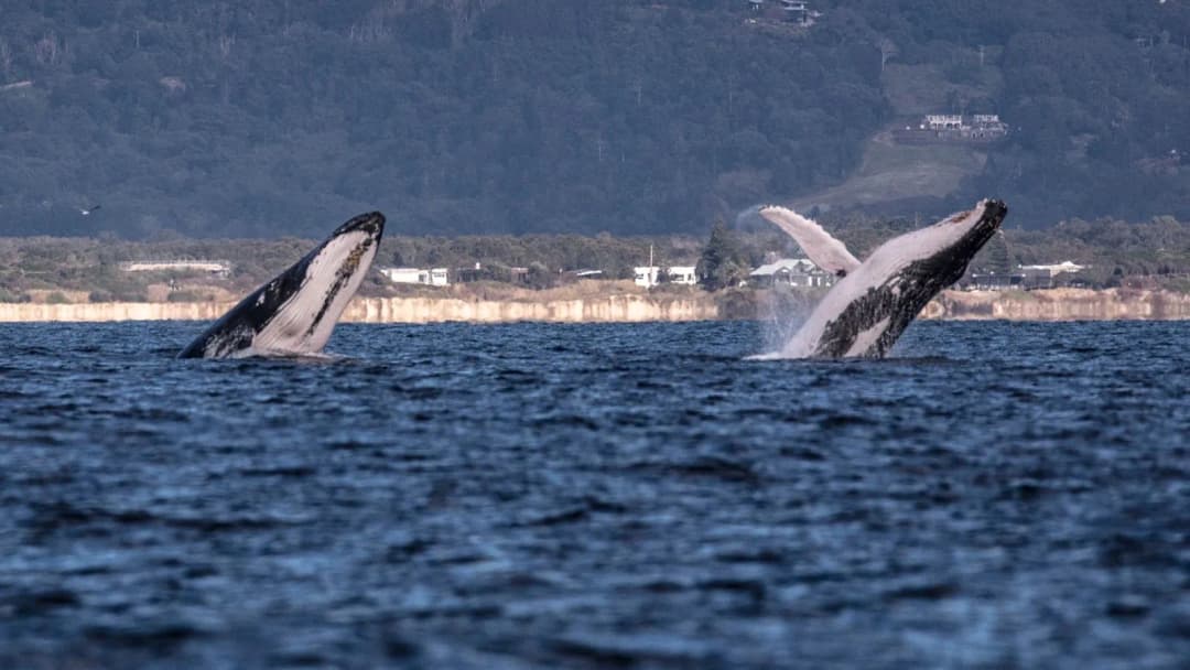 Mother & Calf