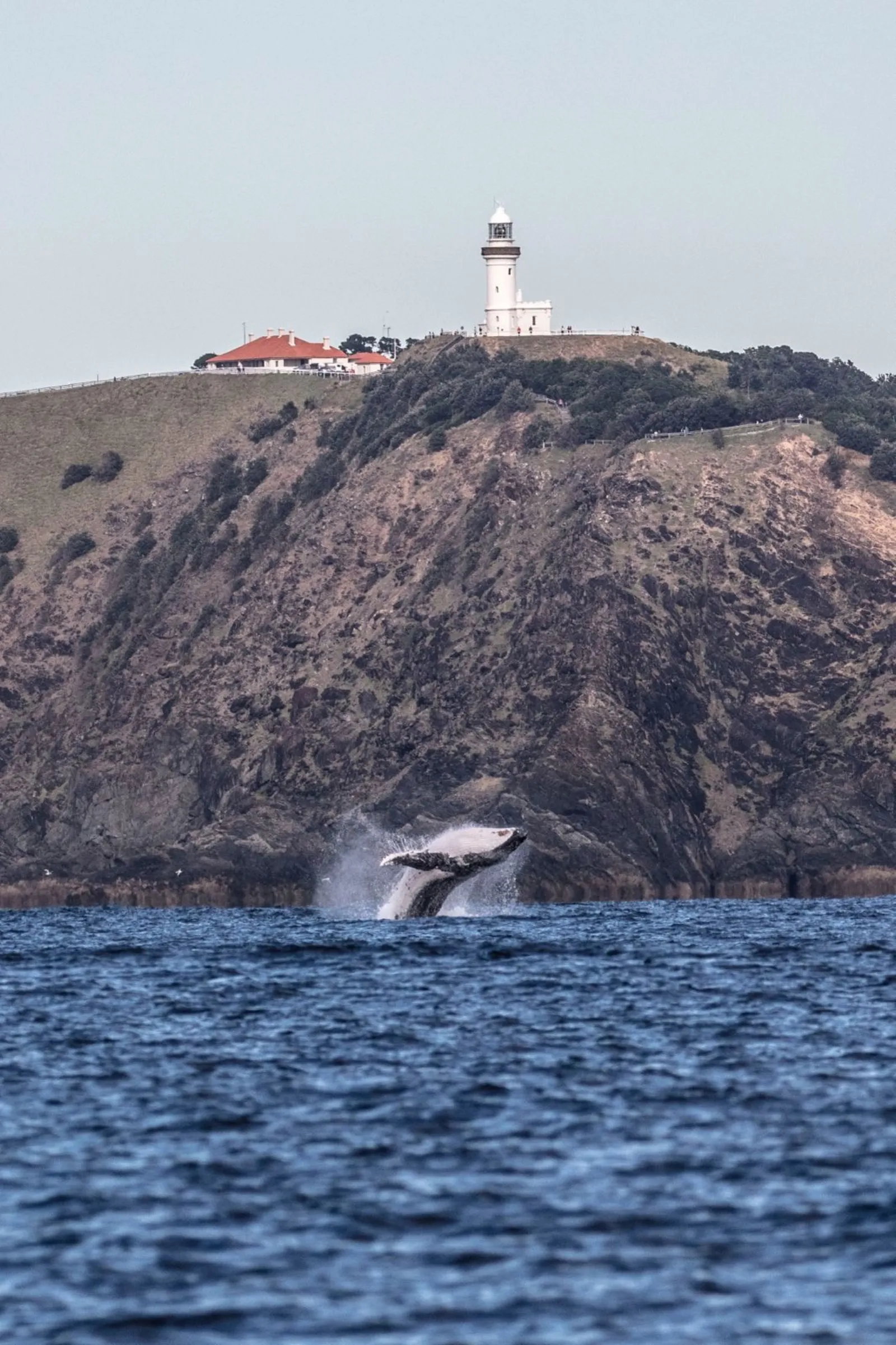 Whale breaching below the Cape Byron lighthouse