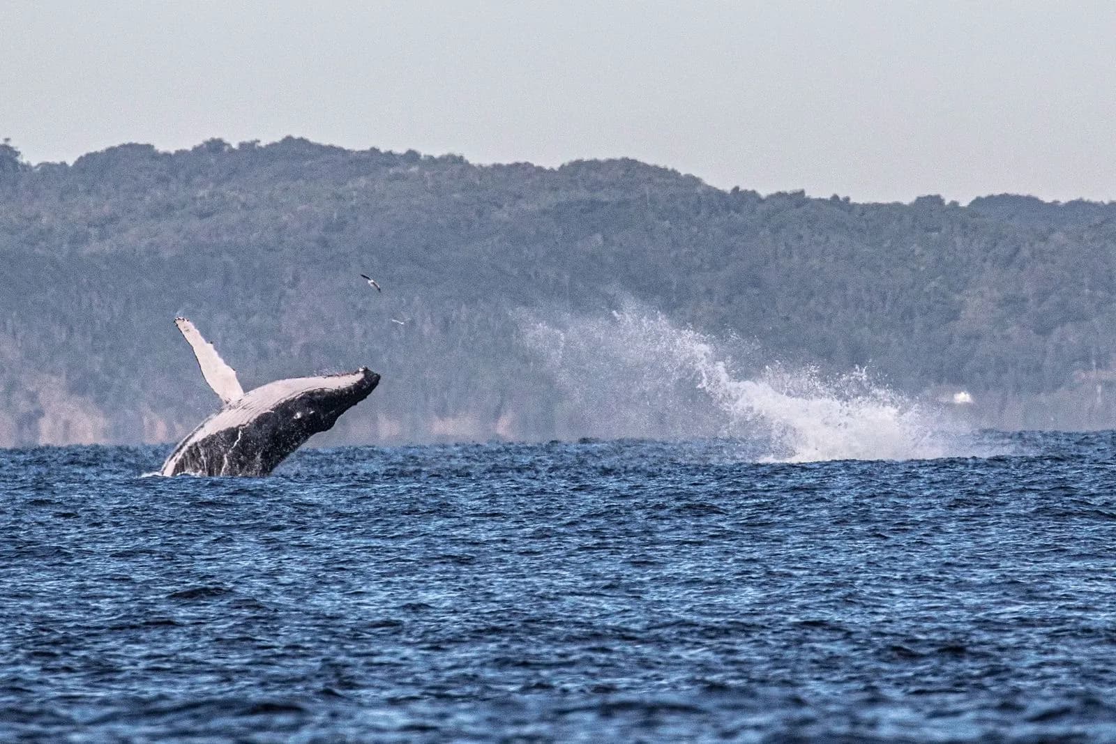 Humpback whale watching in Byron Bay